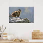 Bergmarmot Poster (Küche)