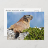 Bergmarmot Postkarte (Vorne/Hinten)