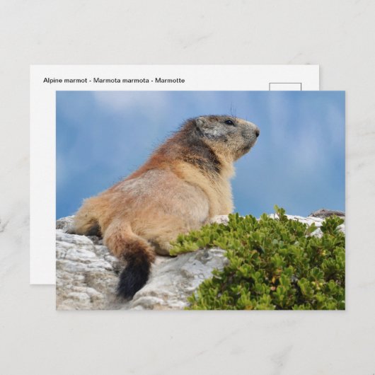 Bergmarmot Postkarte (Vorne/Hinten)