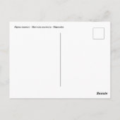 Bergmarmot Postkarte (Rückseite)