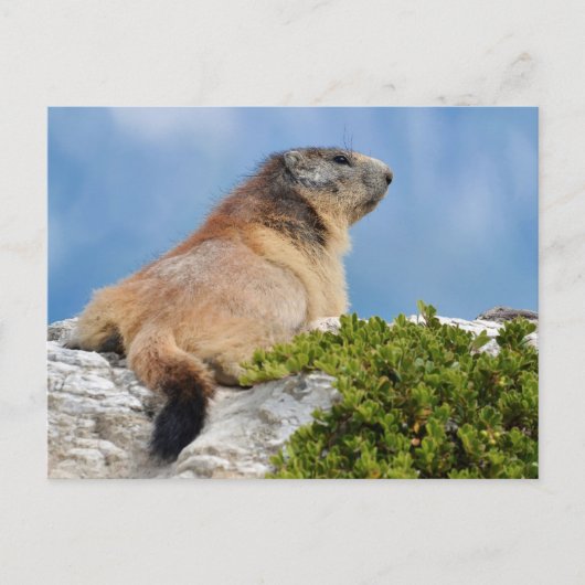 Bergmarmot Postkarte (Vorderseite)