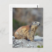 Bergmarmot Postkarte (Vorne/Hinten)