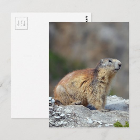 Bergmarmot Postkarte (Vorne/Hinten)