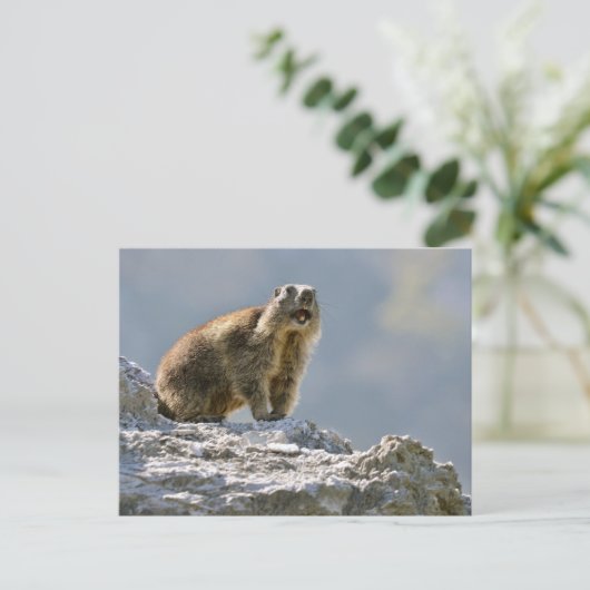 Bergmarmot Postkarte (Stehend Vorderseite)