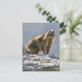 Bergmarmot Postkarte (Stehend Vorderseite)