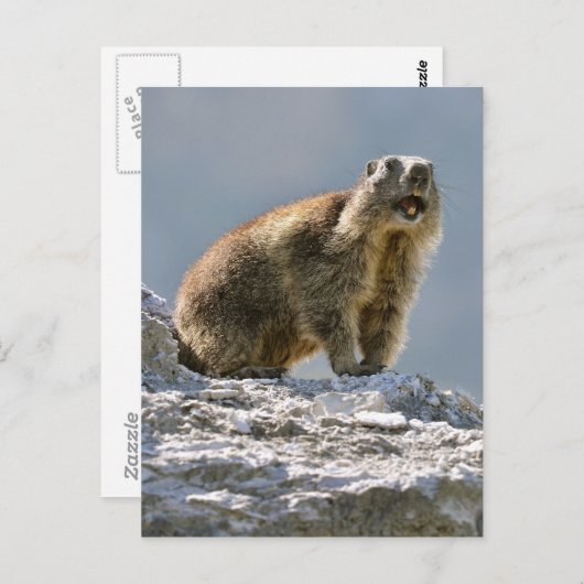 Bergmarmot Postkarte (Vorne/Hinten)