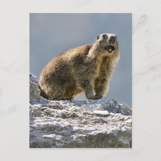 Bergmarmot Postkarte (Vorderseite)