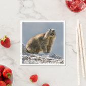 Bergmarmot Serviette (Beispiel)