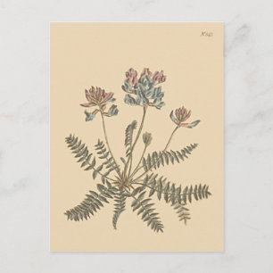 Bergmühle botanische Illustration Postkarte
