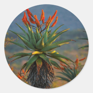 Bergregion (Aloe Marlothii Berger) 2 Runder Aufkleber
