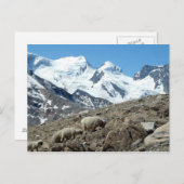 Bergschaf in den Schweizer Alpen — Postkarte (Vorne/Hinten)