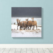 Bergschaf Leinwanddruck (Insitu (Holzboden))