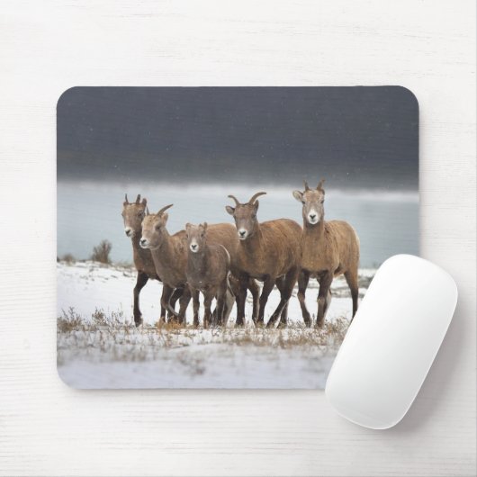 Bergschaf Mousepad (Mit Mouse)