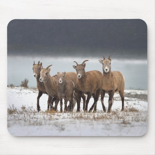 Bergschaf Mousepad (Vorne)