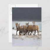 Bergschaf Postkarte (Vorne/Hinten)