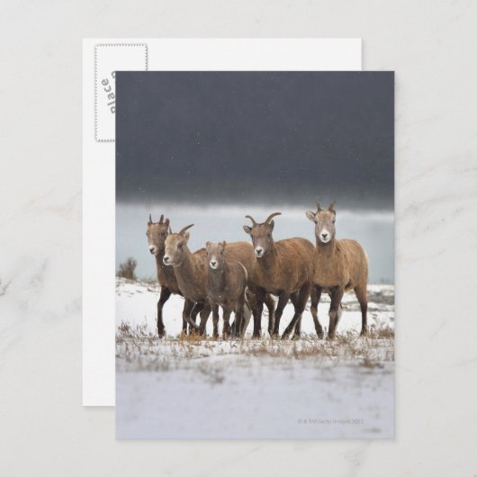 Bergschaf Postkarte (Vorne/Hinten)