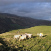 BERGSCHAFT LEINWANDDRUCK