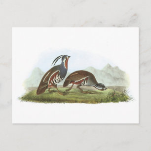 Bergwacht von Audubon Postkarte
