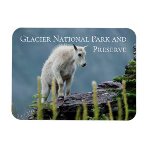 Bergziege auf der Klippe, Glacier National Park Magnet