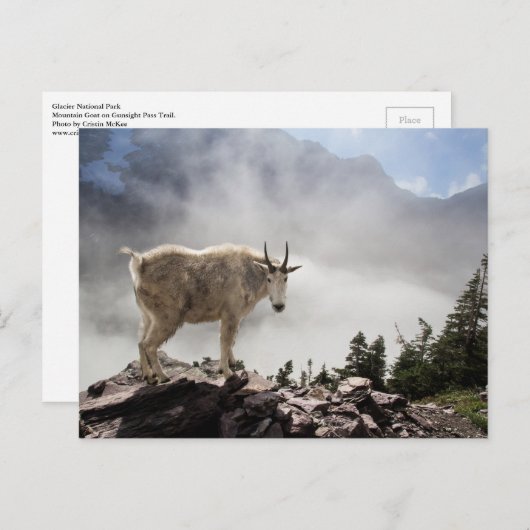 Bergziege im Glacier-Nationalpark Postkarte (Vorne/Hinten)
