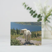 Bergziege im Glacier Nationalpark Postkarte (Stehend Vorderseite)