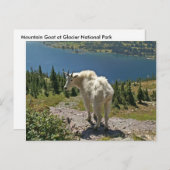 Bergziege im Glacier Nationalpark Postkarte (Vorne/Hinten)