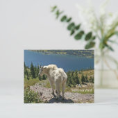 Bergziege im Glacier-Nationalpark Postkarte (Stehend Vorderseite)