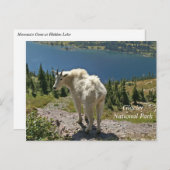 Bergziege im Glacier-Nationalpark Postkarte (Vorne/Hinten)