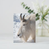 Bergziege im Schnee Postkarte (Stehend Vorderseite)