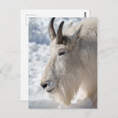 Bergziege im Schnee Postkarte (Vorne/Hinten)
