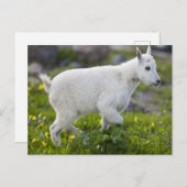 Bergziege Kind am Logan Pass im Glacier Postkarte (Vorne/Hinten)