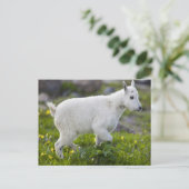 Bergziege Kind am Logan Pass im Glacier Postkarte (Stehend Vorderseite)