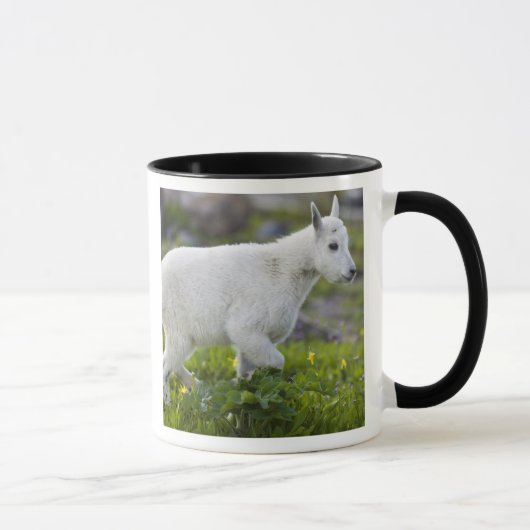 Bergziege Kind am Logan Pass im Glacier Tasse (Rechts)