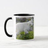 Bergziege Kind am Logan Pass im Glacier Tasse (Links)