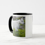 Bergziege Kind am Logan Pass im Glacier Tasse (Vorderseite Links)
