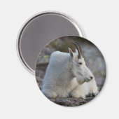 Bergziege Magnet (Vorderseite/Rückseite)