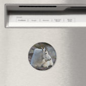 Bergziege Magnet (In Situ (Geschirrspüler))