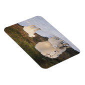 Bergziegen Magnet (Rechte Seite)