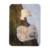 Bergziegen Magnet (Vertikal)