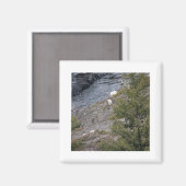 Bergziegen Magnet (Vorderseite/Rückseite)