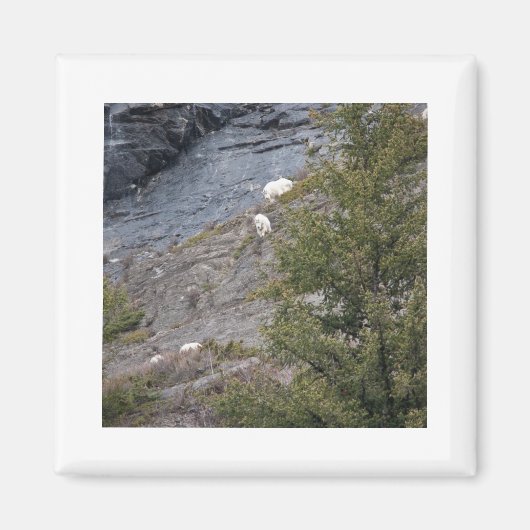 Bergziegen Magnet (Vorne)