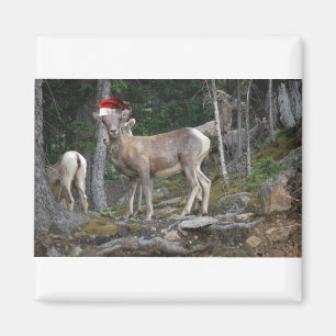 Bergziegen mit Weihnachtsmannmützen Magnet