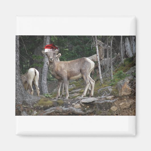Bergziegen mit Weihnachtsmannmützen Magnet (Vorne)