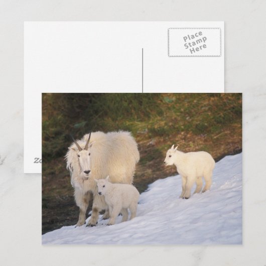 Bergziegen Postkarte (Vorne/Hinten)