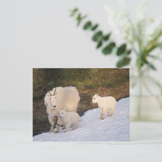 Bergziegen Postkarte (Stehend Vorderseite)