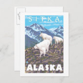 Bergziegen-Szene - Sitka, Alaska Postkarte (Vorne/Hinten)