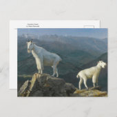 Bergziegen von Albert Bierstadt Postkarte (Vorne/Hinten)