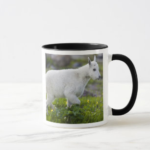 Bergziegenjungtier am Logan Pass im Glacier Tasse