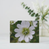 Bering Chickweed Blossom, Insel Unalaska Postkarte (Stehend Vorderseite)