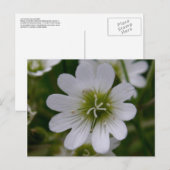 Bering Chickweed Blossom, Insel Unalaska Postkarte (Vorne/Hinten)